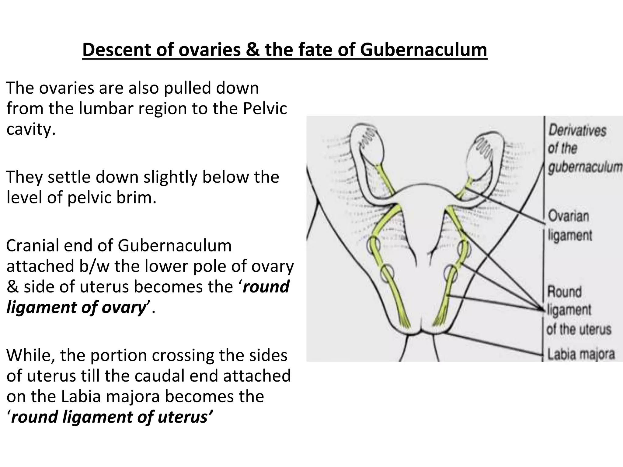Descent of ovaries & the fate of Gubernaculum
The ovaries are also pulled down
from the lumbar region to the Pelvic
cavity.
They settle down slightly below the
level of pelvic brim.
Cranial end of Gubernaculum
attached b/w the lower pole of ovary
& side of uterus becomes the ‘round
ligament of ovary’.
While, the portion crossing the sides
of uterus till the caudal end attached
on the Labia majora becomes the
‘round ligament of uterus’
 