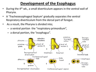 Development of the foregut (esophagus and stomach | PDF