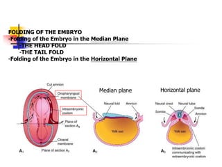 FOLDING OF THE EMBRYO
-Folding of the Embryo in the Median Plane
-THE HEAD FOLD
-THE TAIL FOLD
-Folding of the Embryo in the Horizontal Plane
Median plane Horizontal plane
 