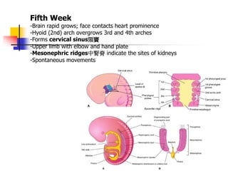 Development of the general body form.ppt