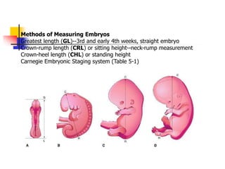 Development of the general body form.ppt
