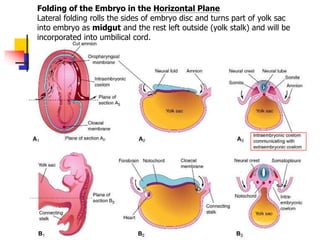 Development of the general body form.ppt