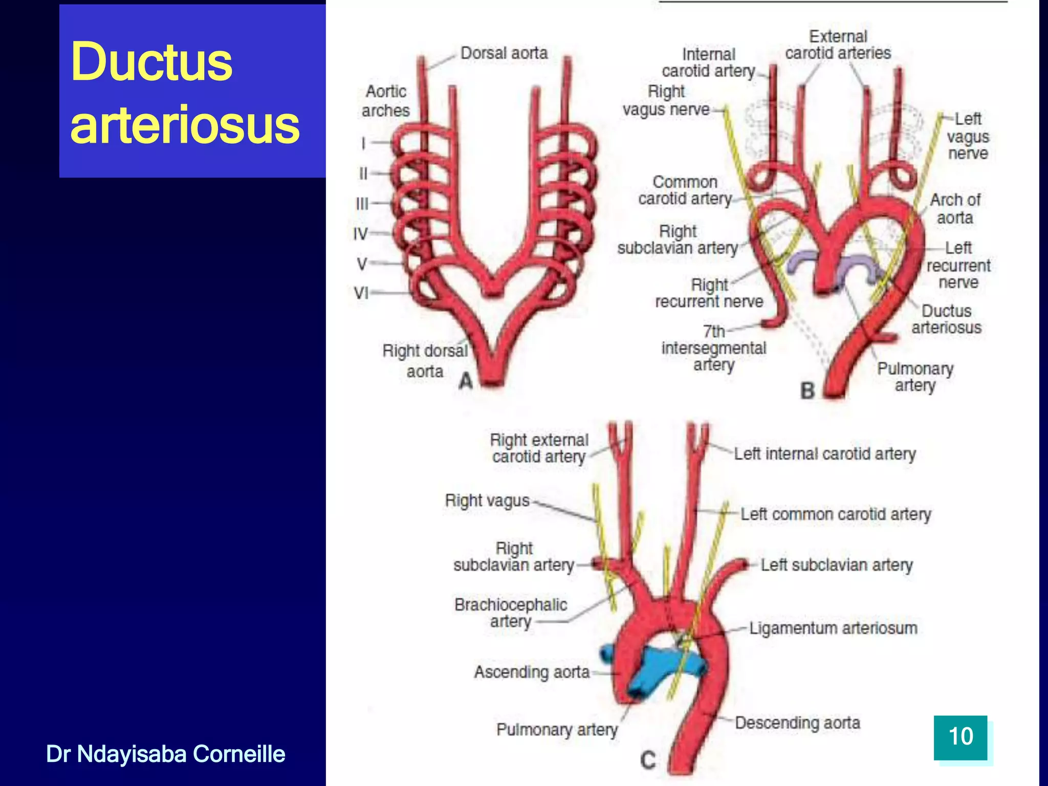 Development of the Great Vessels & Fetal Circulation.pptx