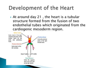 Mesodermal Heart Development of the heart | PPTX