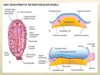Development of the heart | PPTX