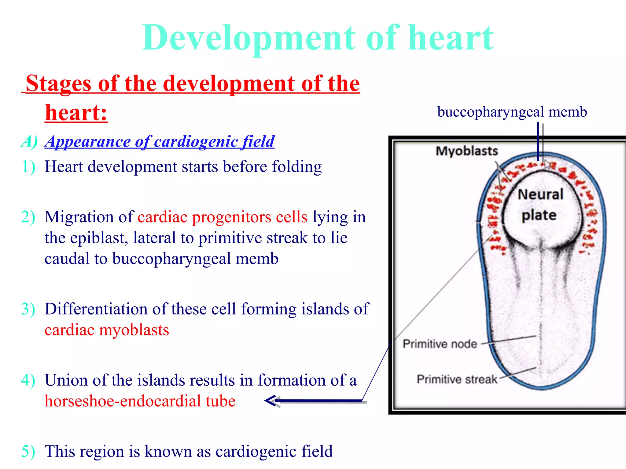 Development of the heart | PPT