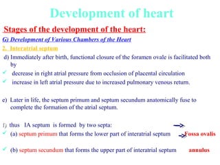 Development of the heart | PPT