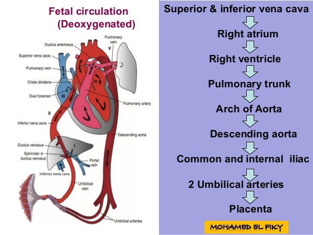 Development of the heart tube and fetal circulation