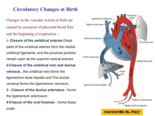 Development of the heart tube