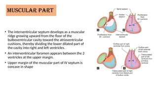 DEVELOPMENT OF THE INTERVENTRICULAR SEPTUM.pptx
