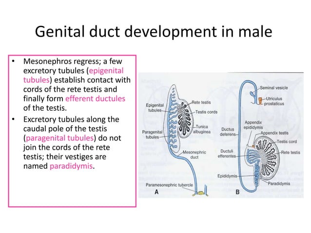 Development of the male and female genital tracts | PPTX