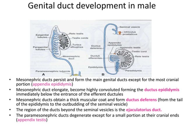 Development of the male and female genital tracts | PPTX