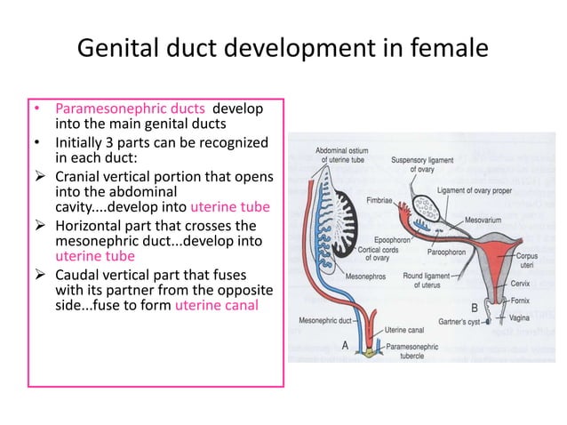 Development of the male and female genital tracts | PPTX
