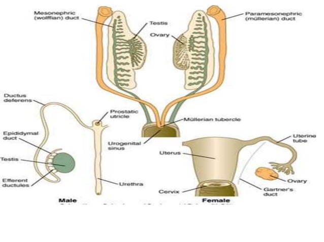 Male Development Structure Development of the male and female genital tracts | PPTX