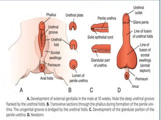 Development of the male& female genital system.pptx