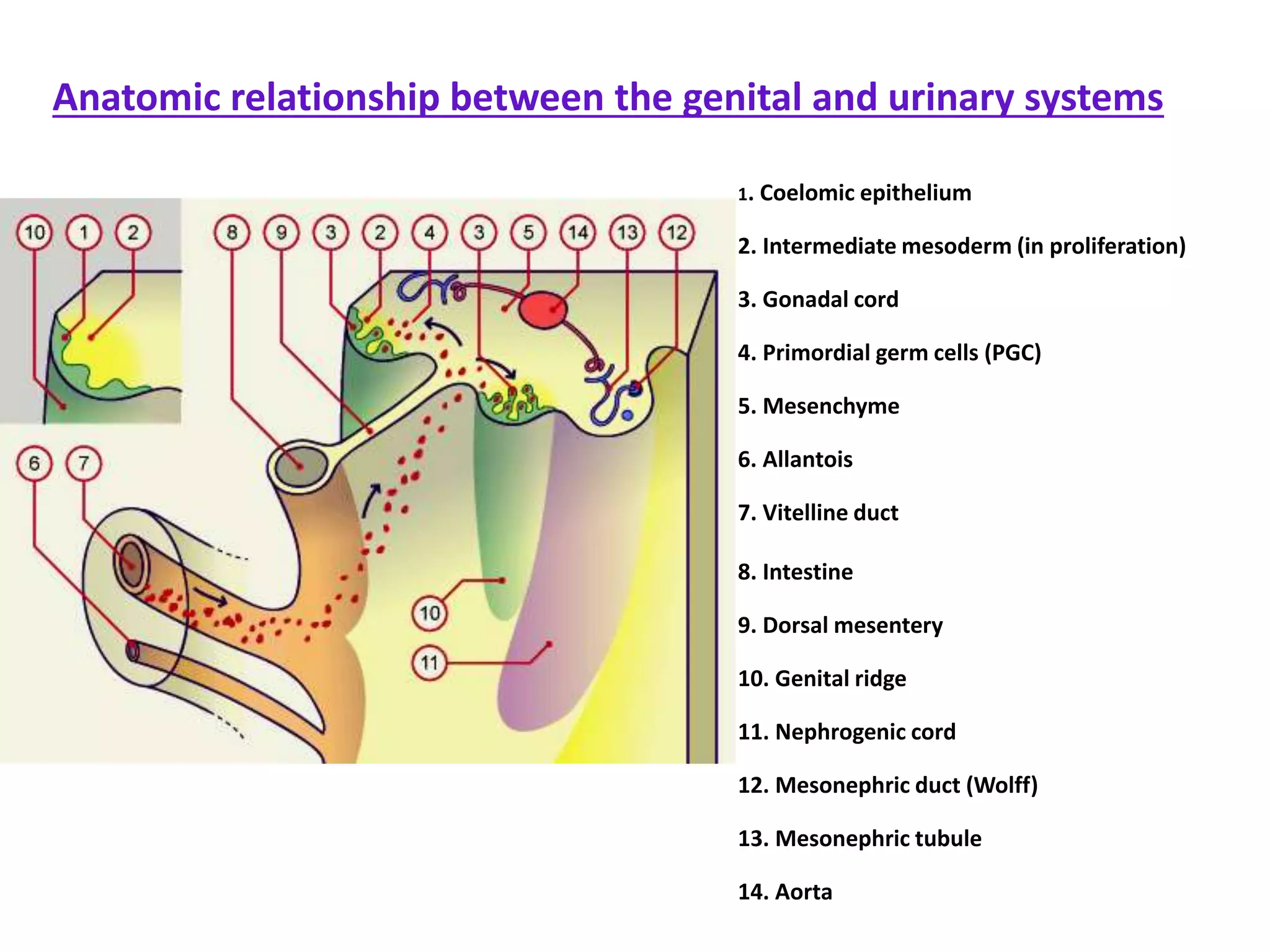 Development Of The Male Reproductive System PPTX development-of-the-male-reproductive-system-pptx