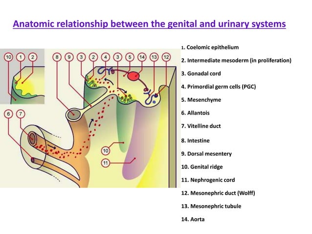 Male Development Structure Development of the male reproductive system | PPT | Free Download