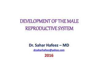 DEVELOPMENT OF THE MALE
REPRODUCTIVE SYSTEM
Dr. Sahar Hafeez – MD
drsaharhafeez@yahoo.com
2016
 