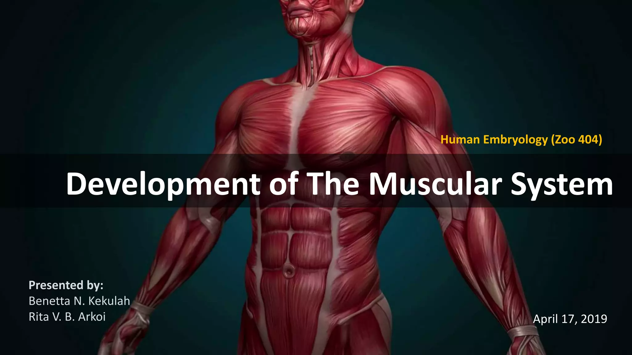Development of the Muscular System [Human Embryology] | PPTX | Death ...