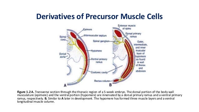 Development of the Muscular System [Human Embryology]