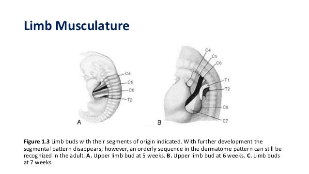 Development of the Muscular System [Human Embryology]