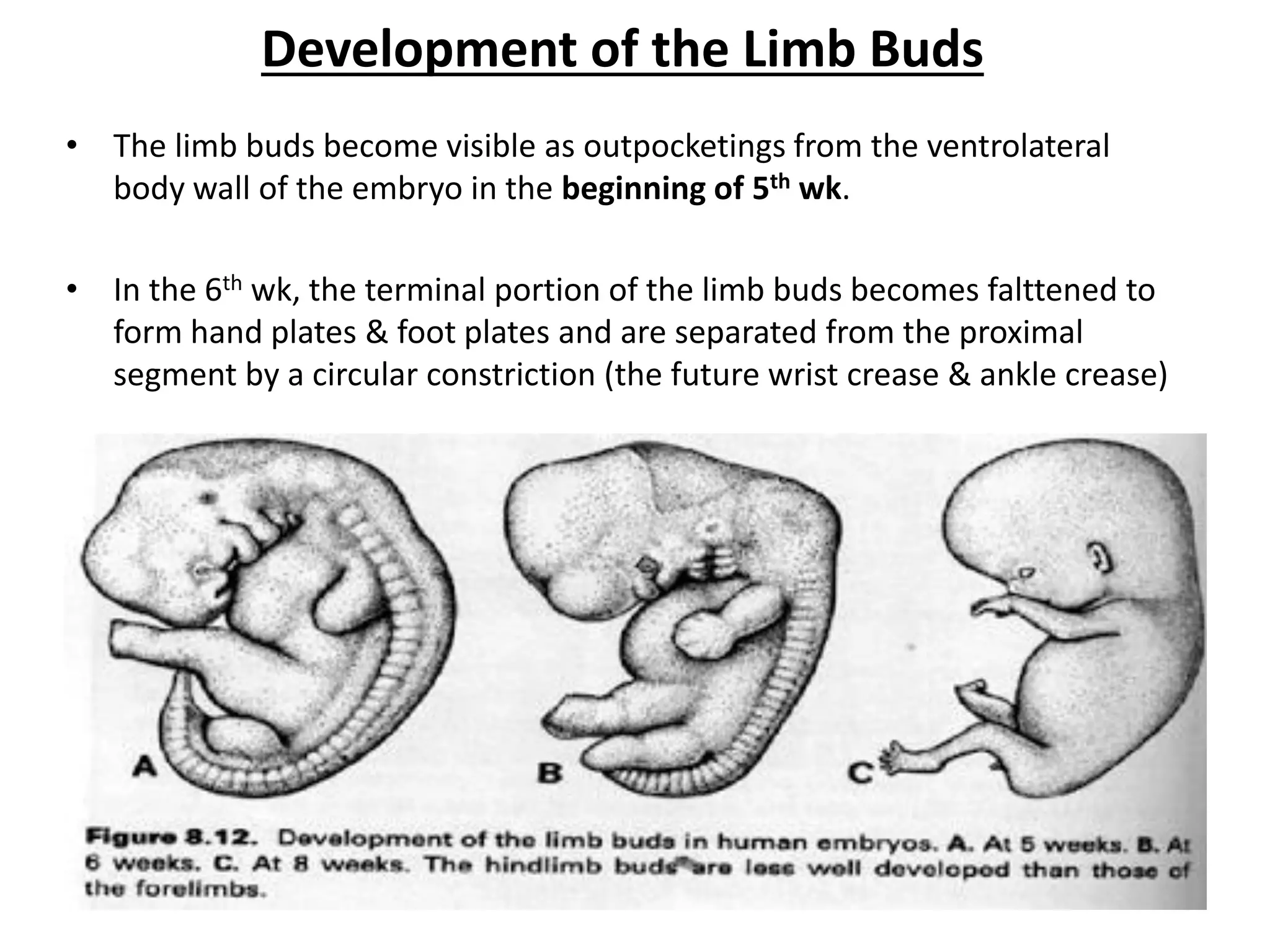 Development of the Limb Buds 
•The limb buds become visible as outpocketings from the ventrolateral body wall of the embryo in the beginning of 5th wk. 
•In the 6th wk, the terminal portion of the limb buds becomes falttened to form hand plates & foot plates and are separated from the proximal segment by a circular constriction (the future wrist crease & ankle crease)  