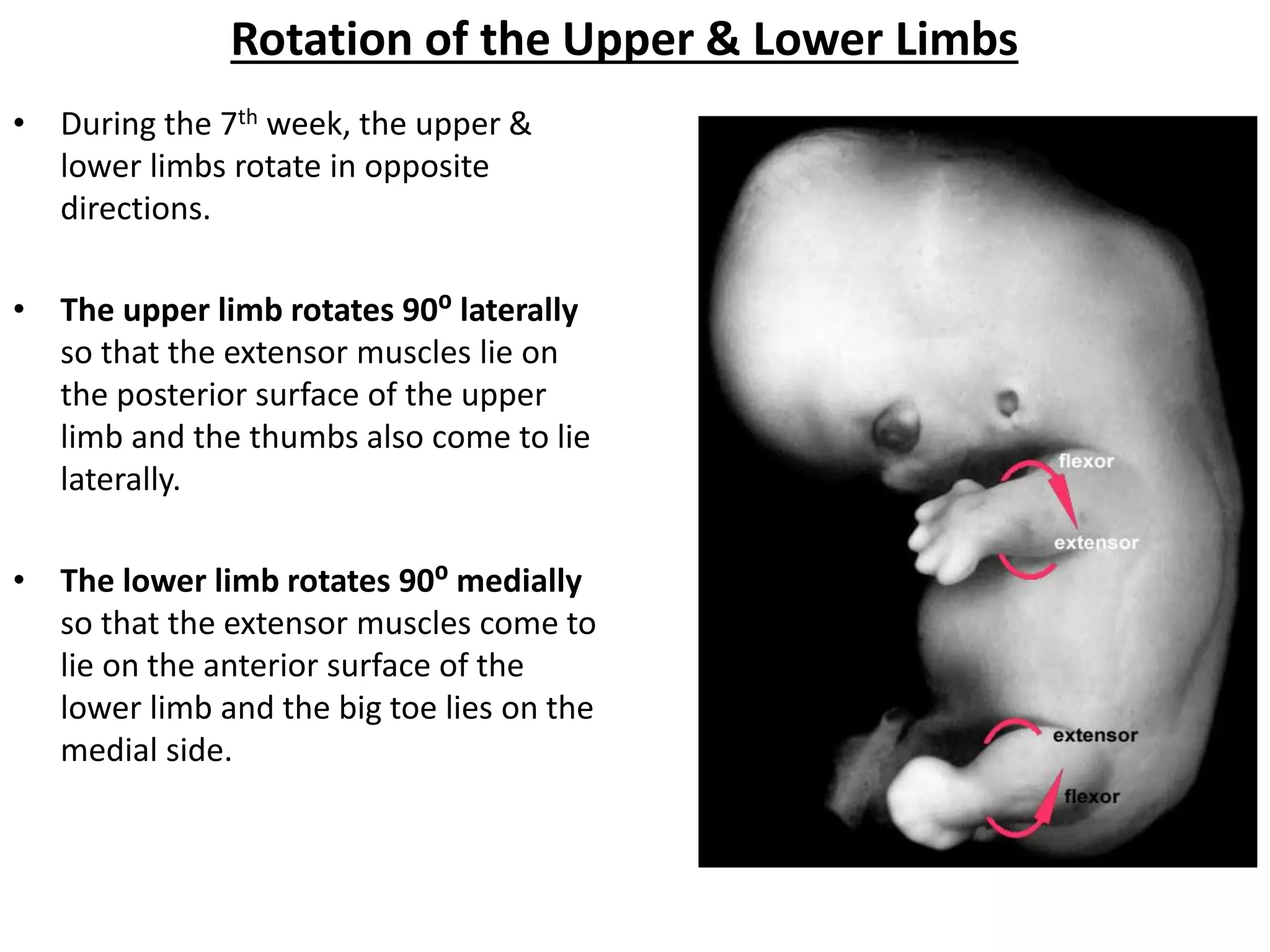 Rotation of the Upper & Lower Limbs 
•During the 7th week, the upper & lower limbs rotate in opposite directions. 
•The upper limb rotates 90⁰ laterally so that the extensor muscles lie on the posterior surface of the upper limb and the thumbs also come to lie laterally. 
•The lower limb rotates 90⁰ medially so that the extensor muscles come to lie on the anterior surface of the lower limb and the big toe lies on the medial side.  