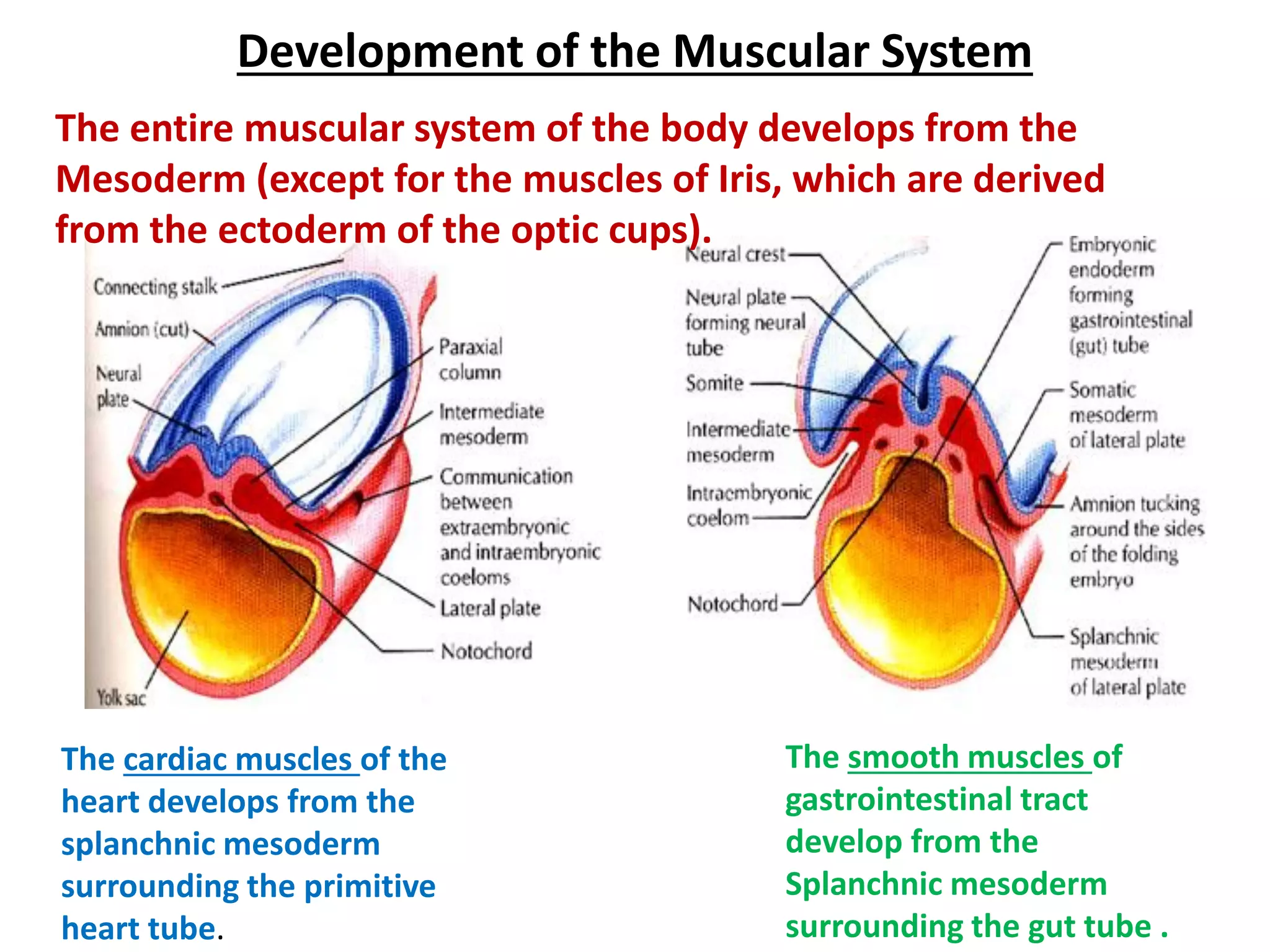 Development of the Muscular System 
The entire muscular system of the body develops from the Mesoderm (except for the muscles of Iris, which are derived from the ectoderm of the optic cups). 
The smooth muscles of gastrointestinal tract develop from the Splanchnic mesoderm surrounding the gut tube . 
The cardiac muscles of the heart develops from the splanchnic mesoderm surrounding the primitive heart tube.  