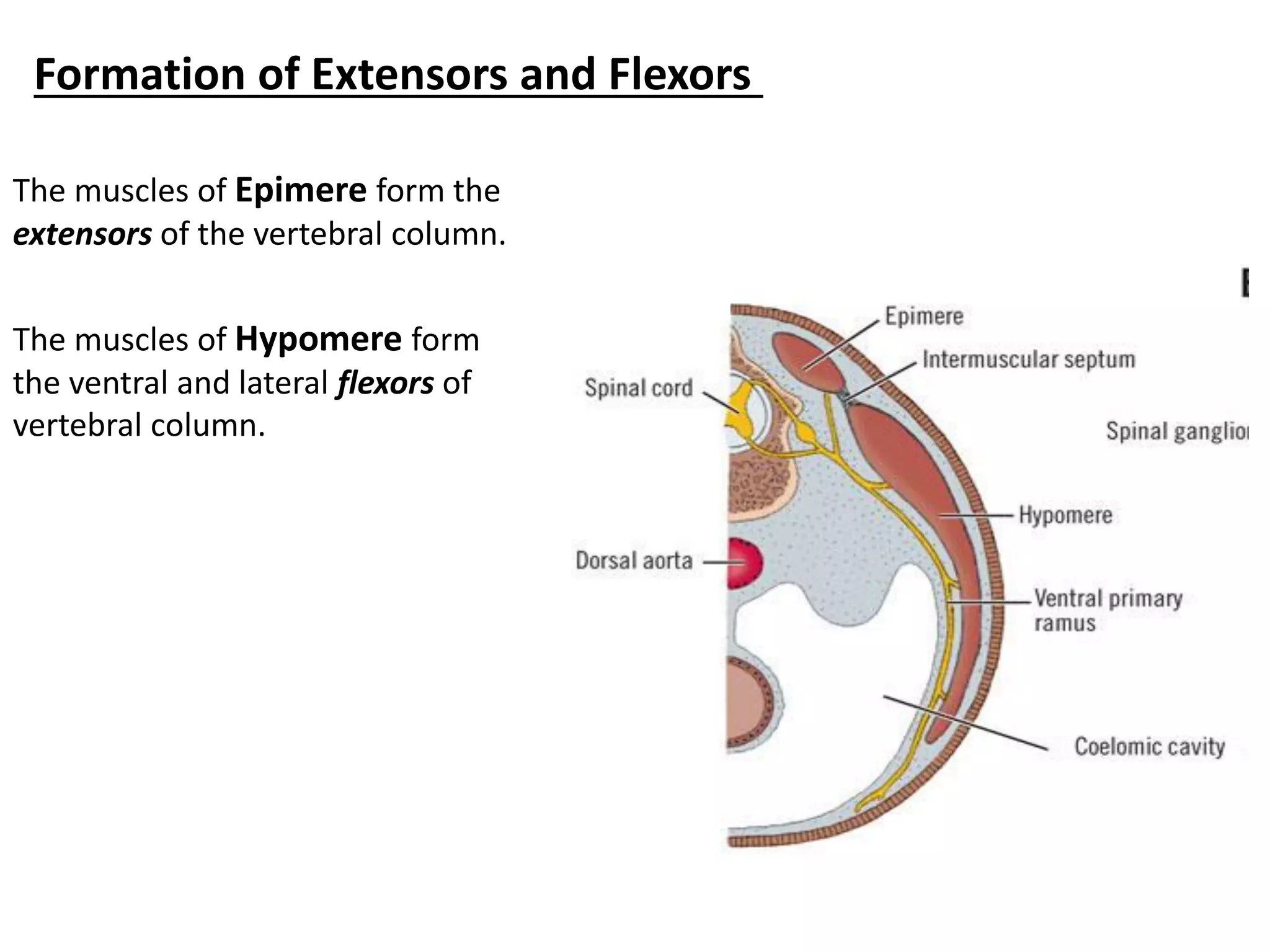 The muscles of Epimere form the extensors of the vertebral column. 
The muscles of Hypomere form the ventral and lateral flexors of vertebral column. 
Formation of Extensors and Flexors  