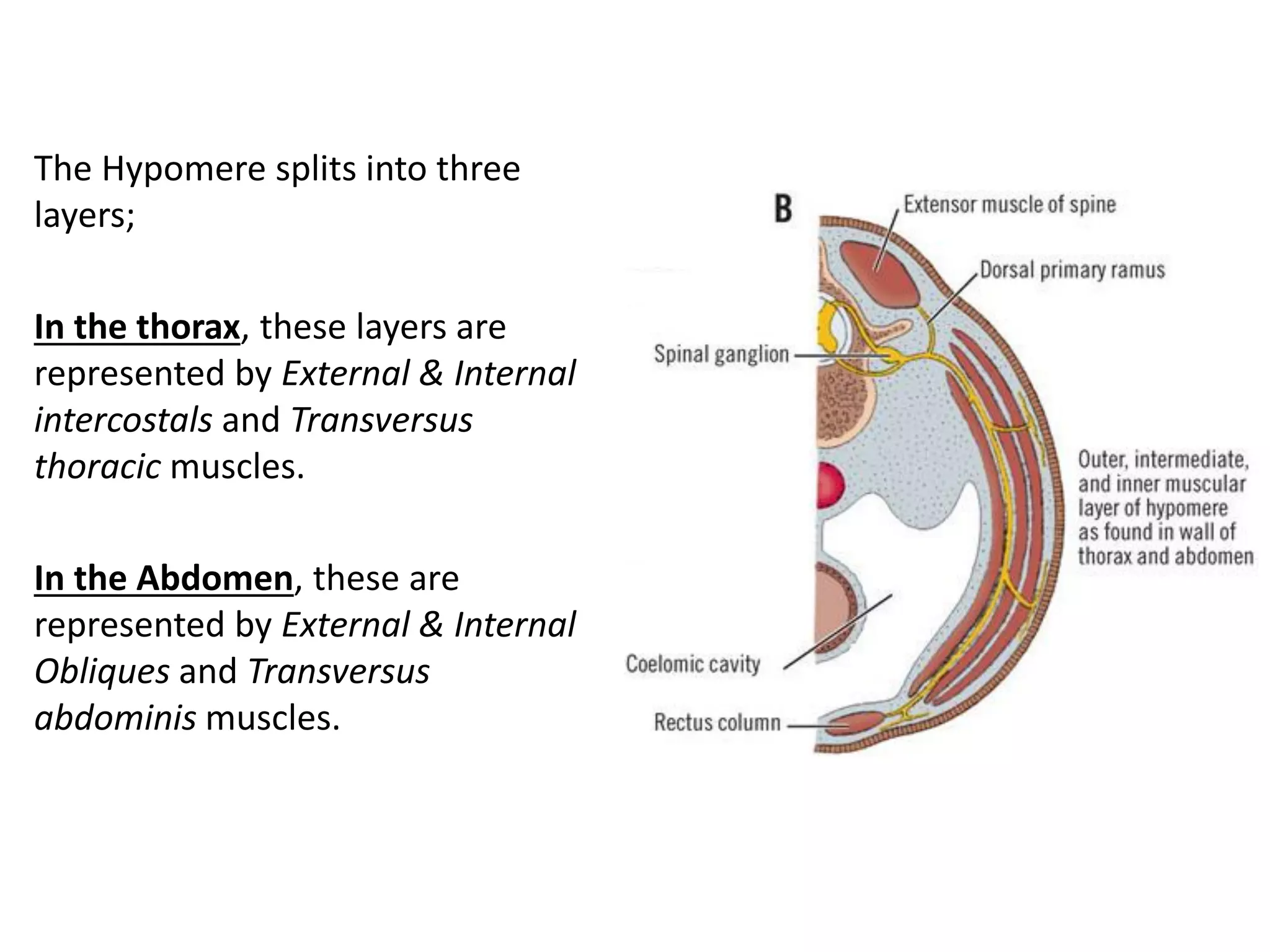 The Hypomere splits into three layers; 
In the thorax, these layers are represented by External & Internal intercostals and Transversus thoracic muscles. 
In the Abdomen, these are represented by External & Internal Obliques and Transversus abdominis muscles.  