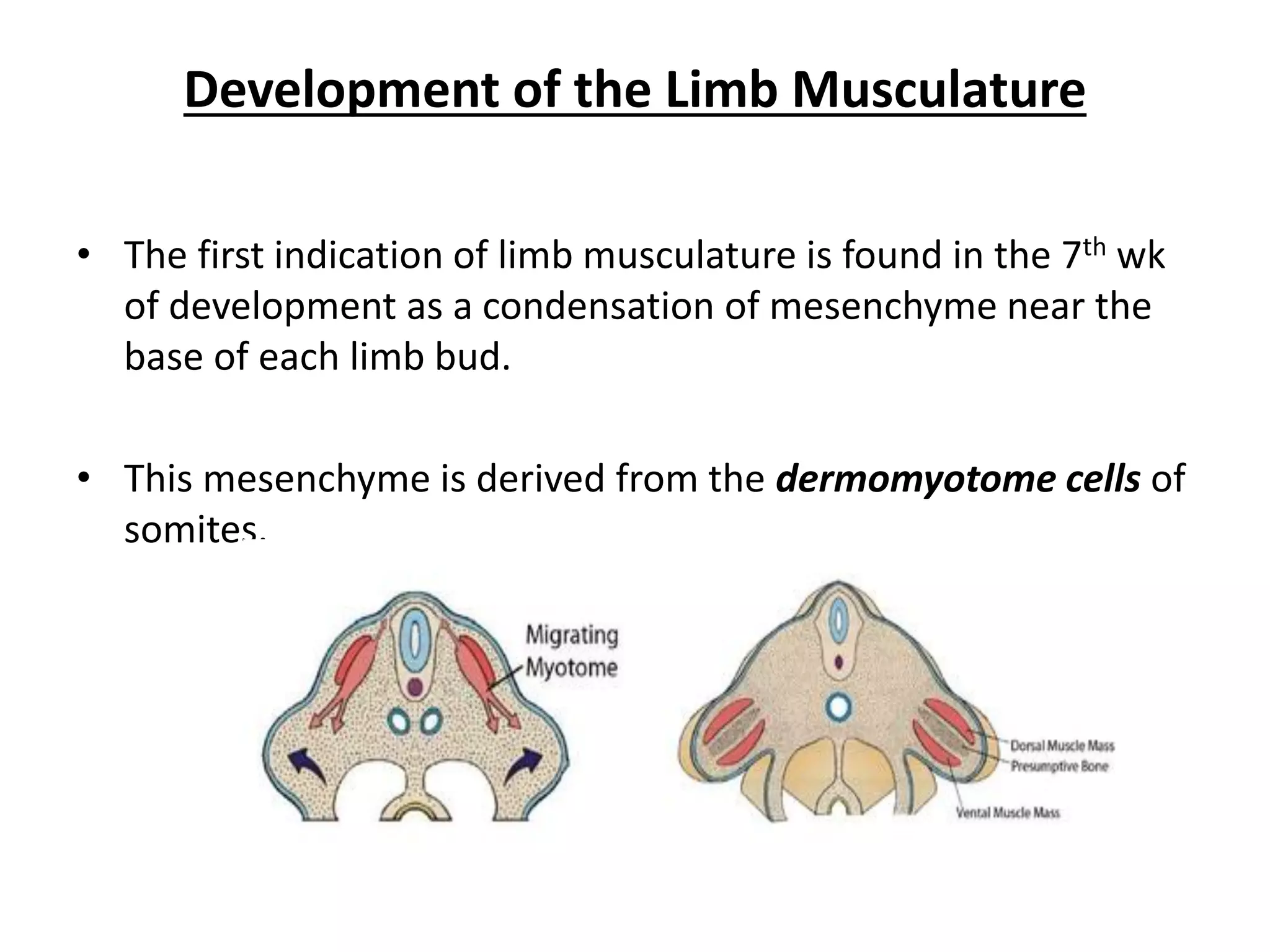Development of the Limb Musculature 
•The first indication of limb musculature is found in the 7th wk of development as a condensation of mesenchyme near the base of each limb bud. 
•This mesenchyme is derived from the dermomyotome cells of somites.  