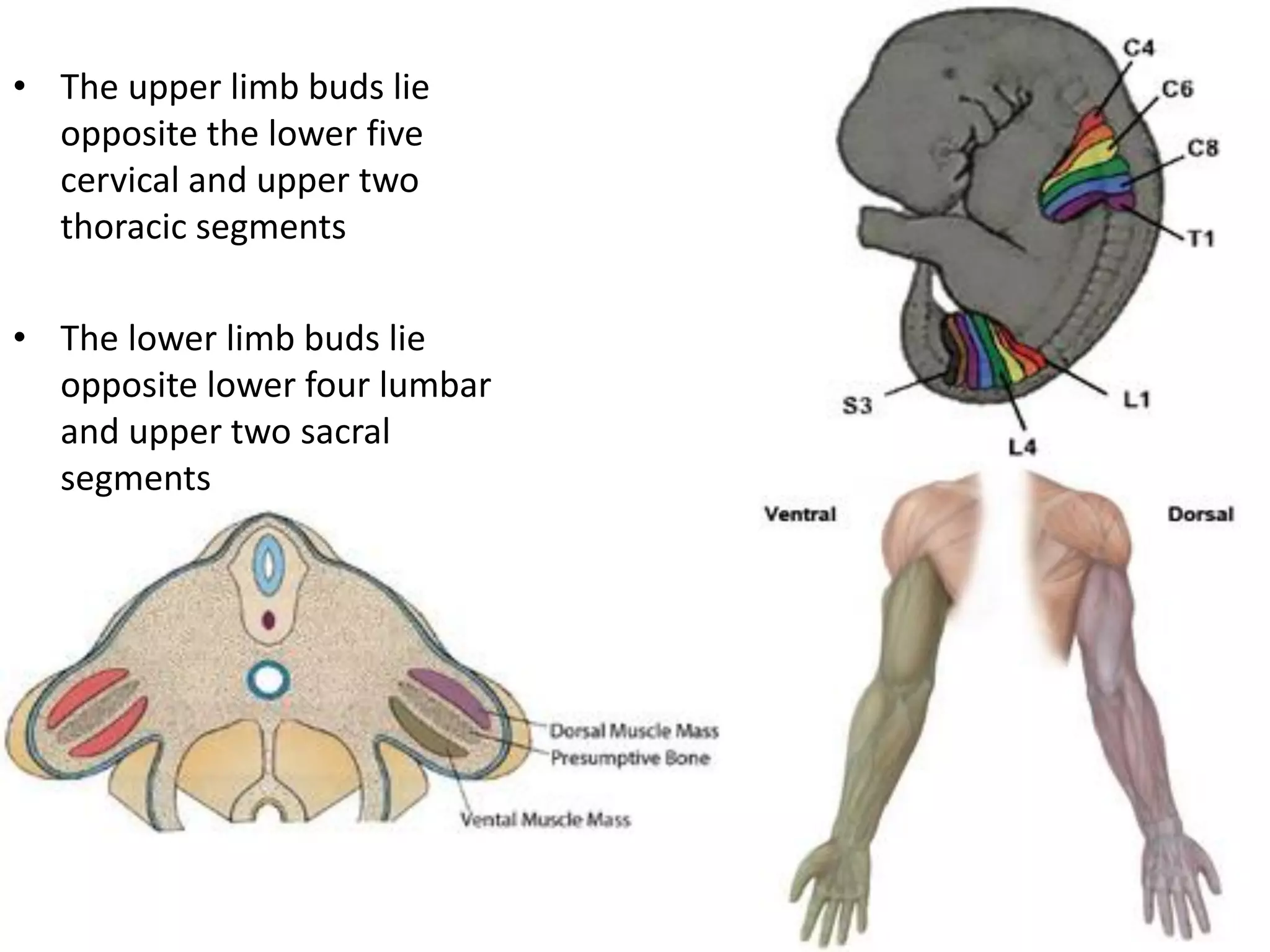 •The upper limb buds lie opposite the lower five cervical and upper two thoracic segments 
•The lower limb buds lie opposite lower four lumbar and upper two sacral segments  