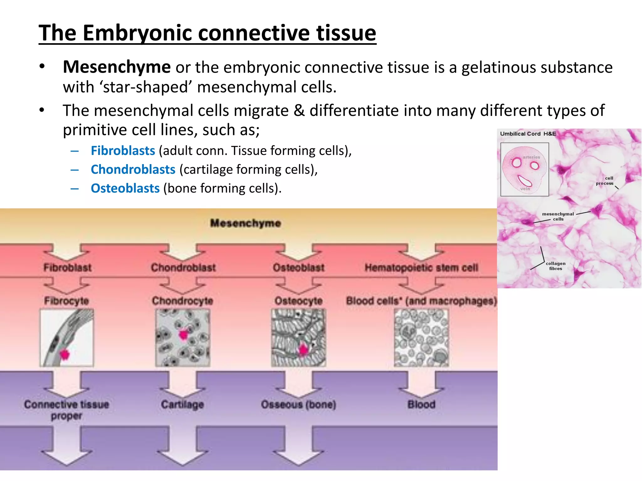 The Embryonic connective tissue 
•Mesenchyme or the embryonic connective tissue is a gelatinous substance with ‘star-shaped’ mesenchymal cells. 
•The mesenchymal cells migrate & differentiate into many different types of primitive cell lines, such as; 
–Fibroblasts (adult conn. Tissue forming cells), 
–Chondroblasts (cartilage forming cells), 
–Osteoblasts (bone forming cells).  