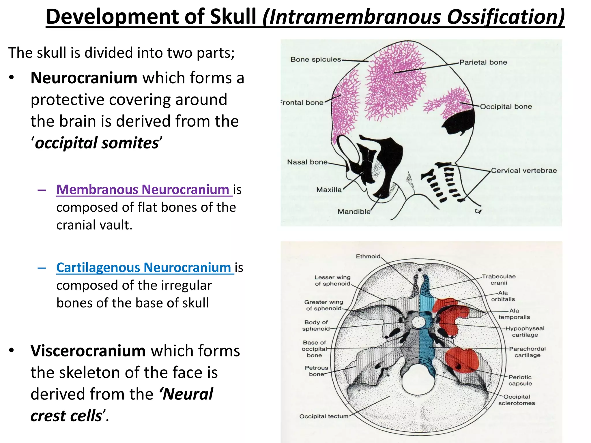 Development of Skull (Intramembranous Ossification) 
The skull is divided into two parts; 
•Neurocranium which forms a protective covering around the brain is derived from the ‘occipital somites’ 
–Membranous Neurocranium is composed of flat bones of the cranial vault. 
–Cartilagenous Neurocranium is composed of the irregular bones of the base of skull 
•Viscerocranium which forms the skeleton of the face is derived from the ‘Neural crest cells’.  