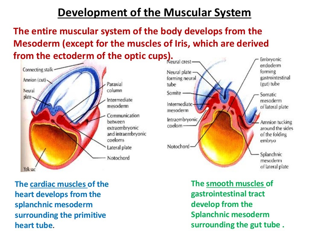 Development of the musculoskeletal system
