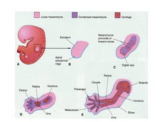 development of the musculoskeletal system.pdf