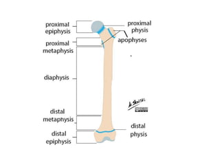 development of the musculoskeletal system.pdf