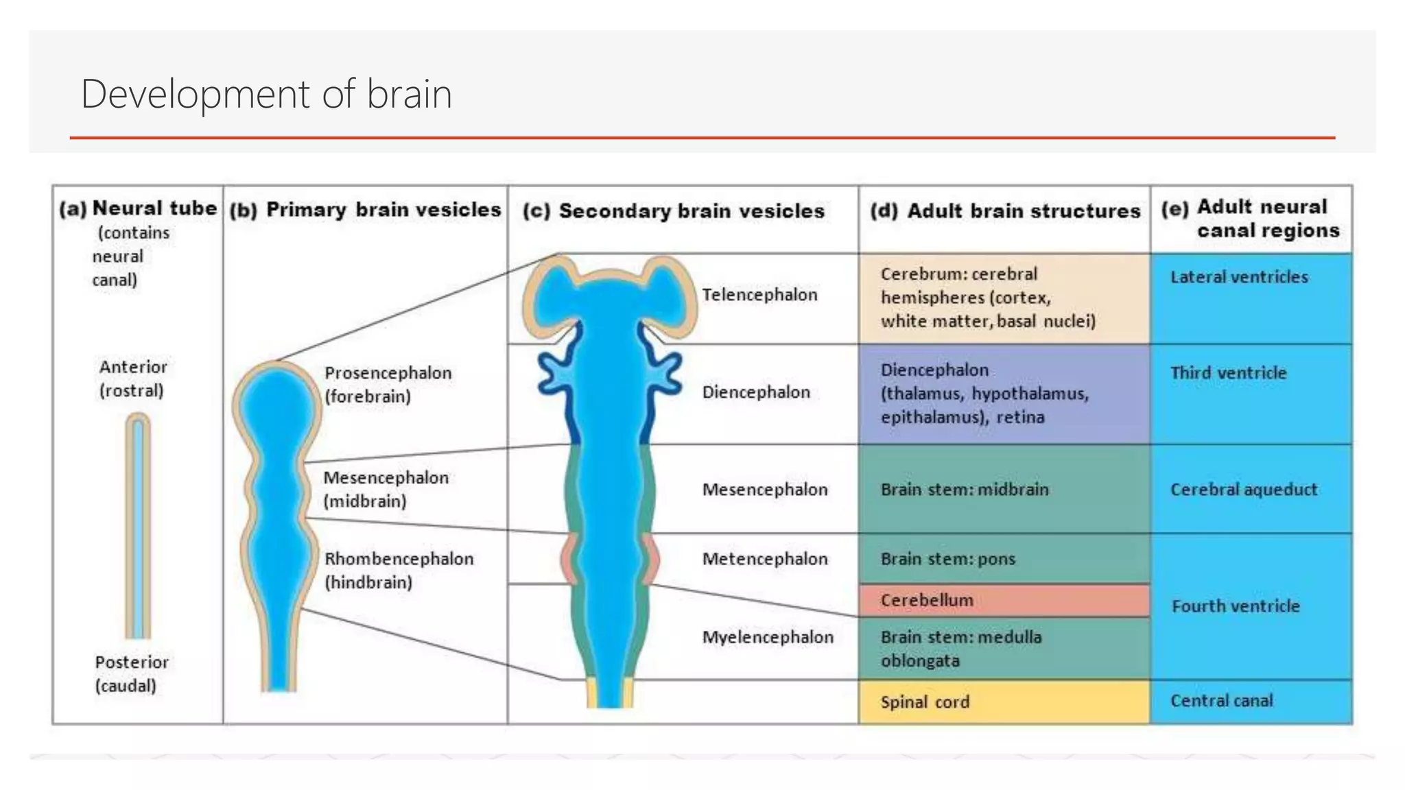 Development of brain
 