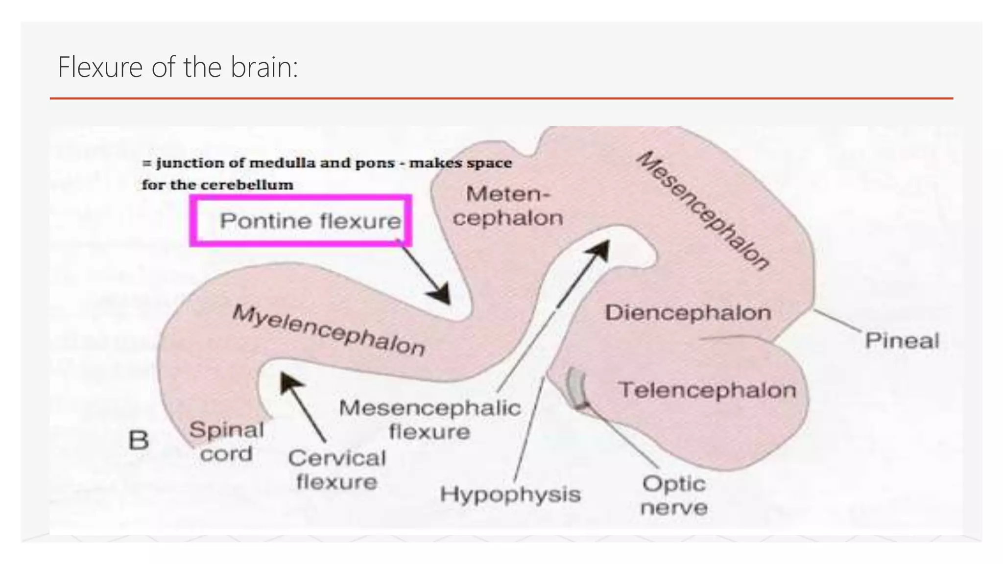 Flexure of the brain:
 
