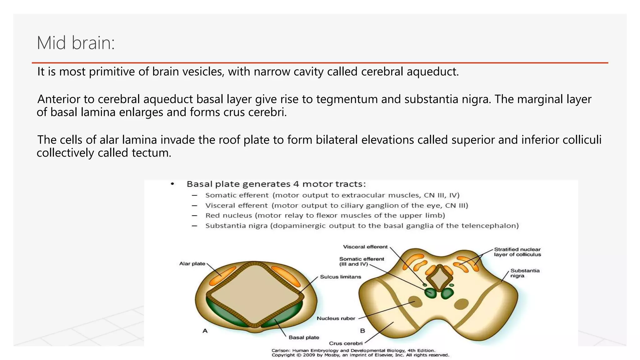 It is most primitive of brain vesicles, with narrow cavity called cerebral aqueduct.
Anterior to cerebral aqueduct basal layer give rise to tegmentum and substantia nigra. The marginal layer
of basal lamina enlarges and forms crus cerebri.
The cells of alar lamina invade the roof plate to form bilateral elevations called superior and inferior colliculi
collectively called tectum.
Mid brain:
 