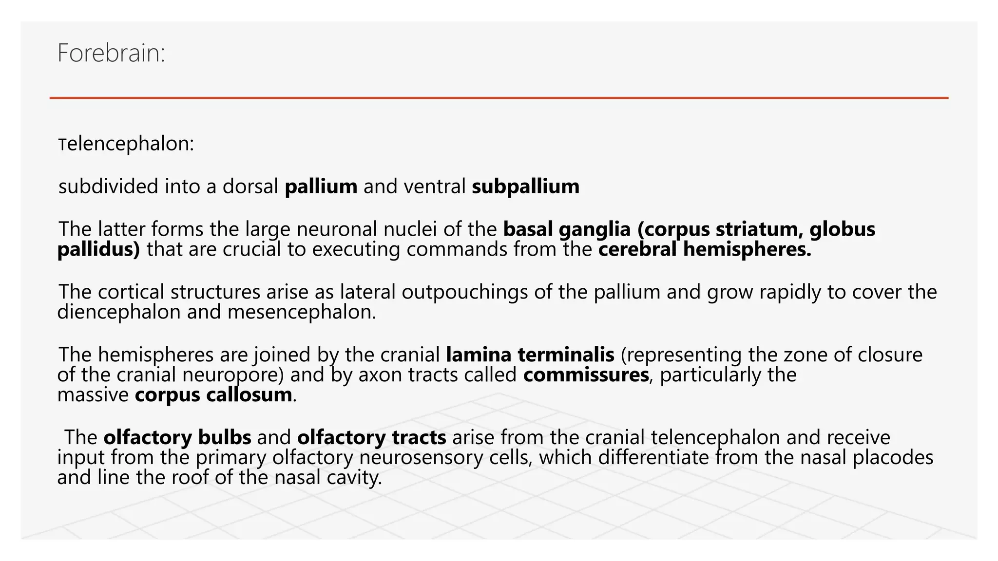 Telencephalon:
subdivided into a dorsal pallium and ventral subpallium
The latter forms the large neuronal nuclei of the basal ganglia (corpus striatum, globus
pallidus) that are crucial to executing commands from the cerebral hemispheres.
The cortical structures arise as lateral outpouchings of the pallium and grow rapidly to cover the
diencephalon and mesencephalon.
The hemispheres are joined by the cranial lamina terminalis (representing the zone of closure
of the cranial neuropore) and by axon tracts called commissures, particularly the
massive corpus callosum.
The olfactory bulbs and olfactory tracts arise from the cranial telencephalon and receive
input from the primary olfactory neurosensory cells, which differentiate from the nasal placodes
and line the roof of the nasal cavity.
Forebrain:
 
