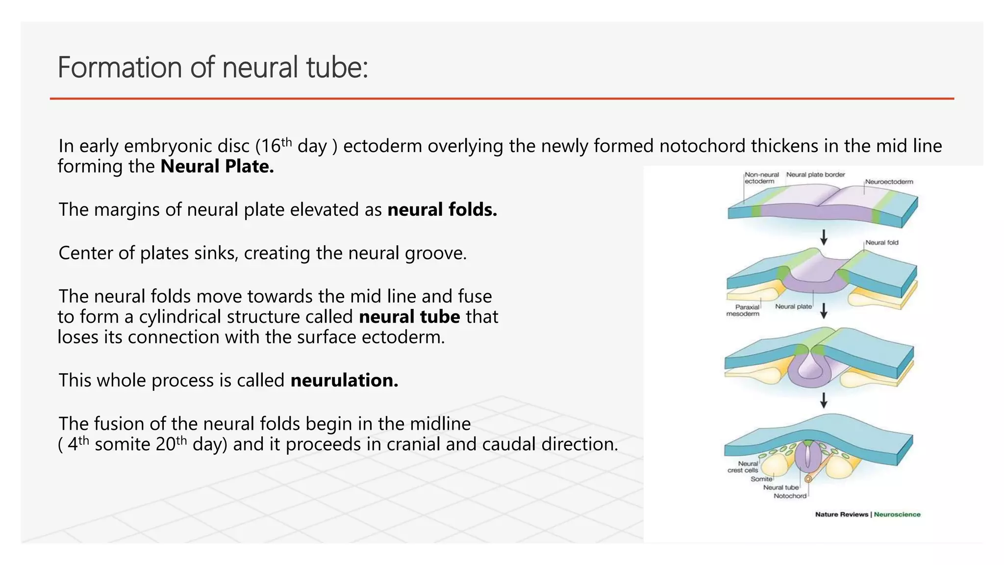 In early embryonic disc (16th day ) ectoderm overlying the newly formed notochord thickens in the mid line
forming the Neural Plate.
The margins of neural plate elevated as neural folds.
Center of plates sinks, creating the neural groove.
The neural folds move towards the mid line and fuse
to form a cylindrical structure called neural tube that
loses its connection with the surface ectoderm.
This whole process is called neurulation.
The fusion of the neural folds begin in the midline
( 4th somite 20th day) and it proceeds in cranial and caudal direction.
Formation of neural tube:
 