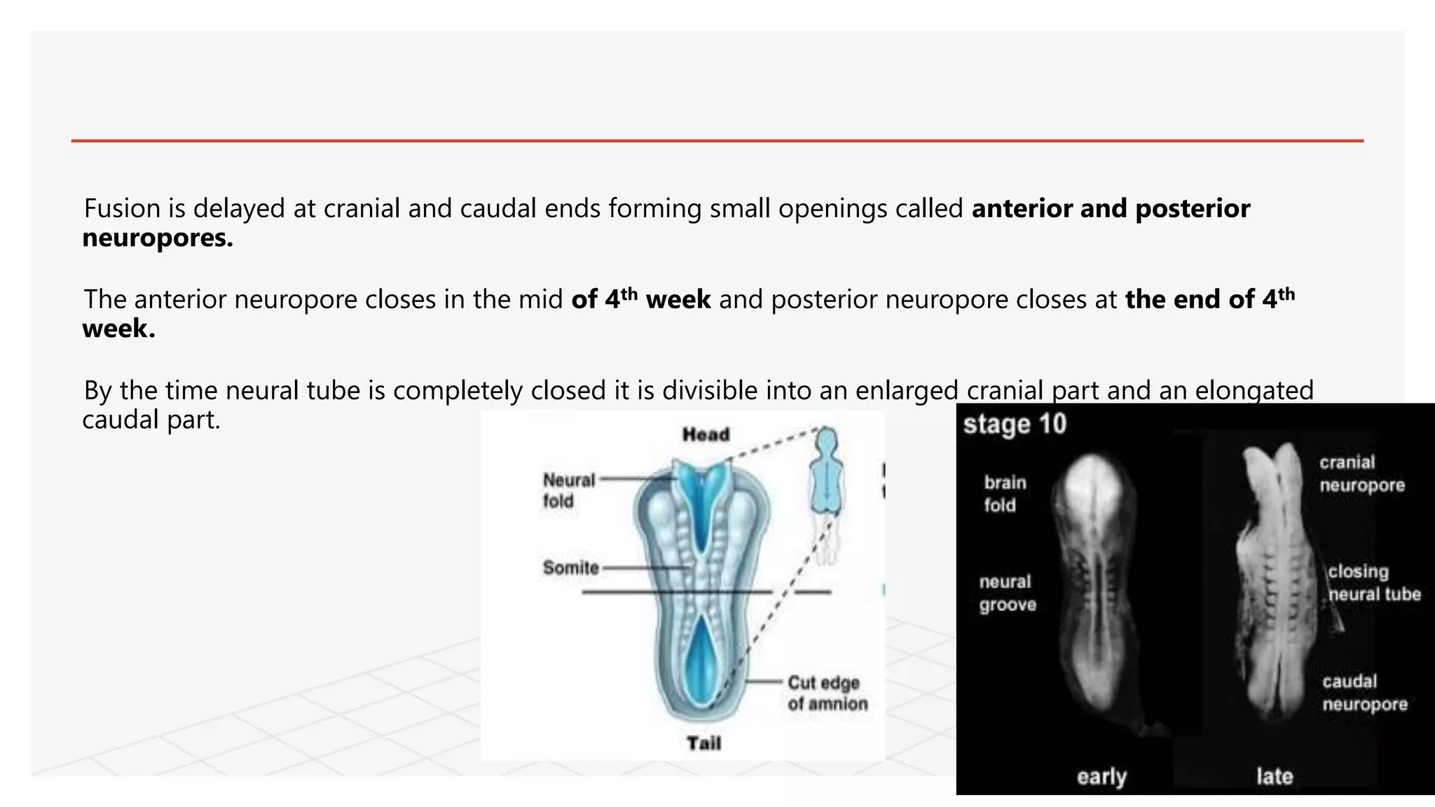 Fusion is delayed at cranial and caudal ends forming small openings called anterior and posterior
neuropores.
The anterior neuropore closes in the mid of 4th week and posterior neuropore closes at the end of 4th
week.
By the time neural tube is completely closed it is divisible into an enlarged cranial part and an elongated
caudal part.
 