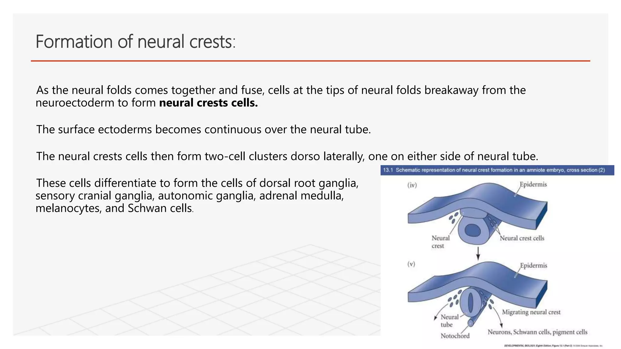As the neural folds comes together and fuse, cells at the tips of neural folds breakaway from the
neuroectoderm to form neural crests cells.
The surface ectoderms becomes continuous over the neural tube.
The neural crests cells then form two-cell clusters dorso laterally, one on either side of neural tube.
These cells differentiate to form the cells of dorsal root ganglia,
sensory cranial ganglia, autonomic ganglia, adrenal medulla,
melanocytes, and Schwan cells.
Formation of neural crests:
 