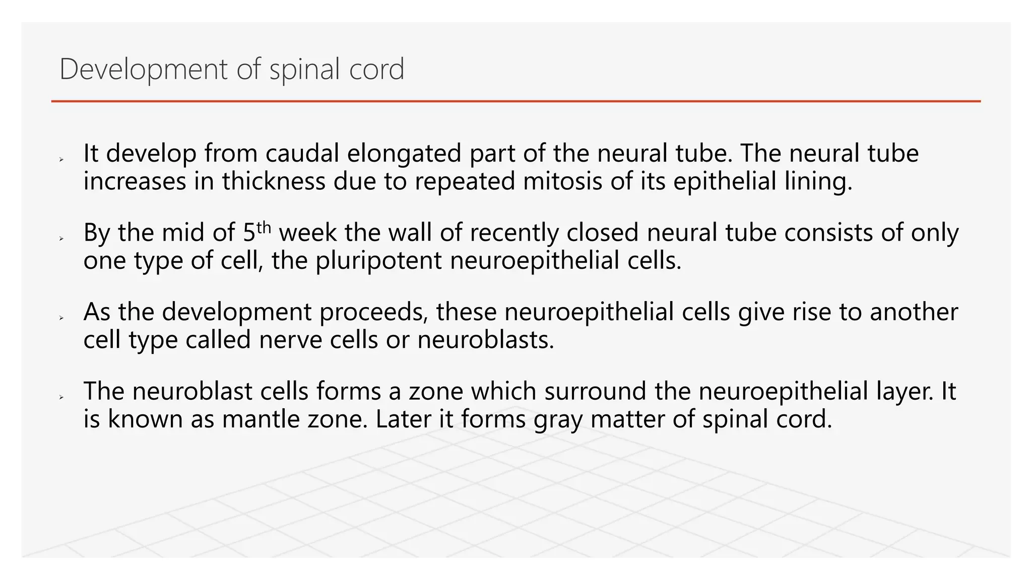  It develop from caudal elongated part of the neural tube. The neural tube
increases in thickness due to repeated mitosis of its epithelial lining.
 By the mid of 5th week the wall of recently closed neural tube consists of only
one type of cell, the pluripotent neuroepithelial cells.
 As the development proceeds, these neuroepithelial cells give rise to another
cell type called nerve cells or neuroblasts.
 The neuroblast cells forms a zone which surround the neuroepithelial layer. It
is known as mantle zone. Later it forms gray matter of spinal cord.
Development of spinal cord
 