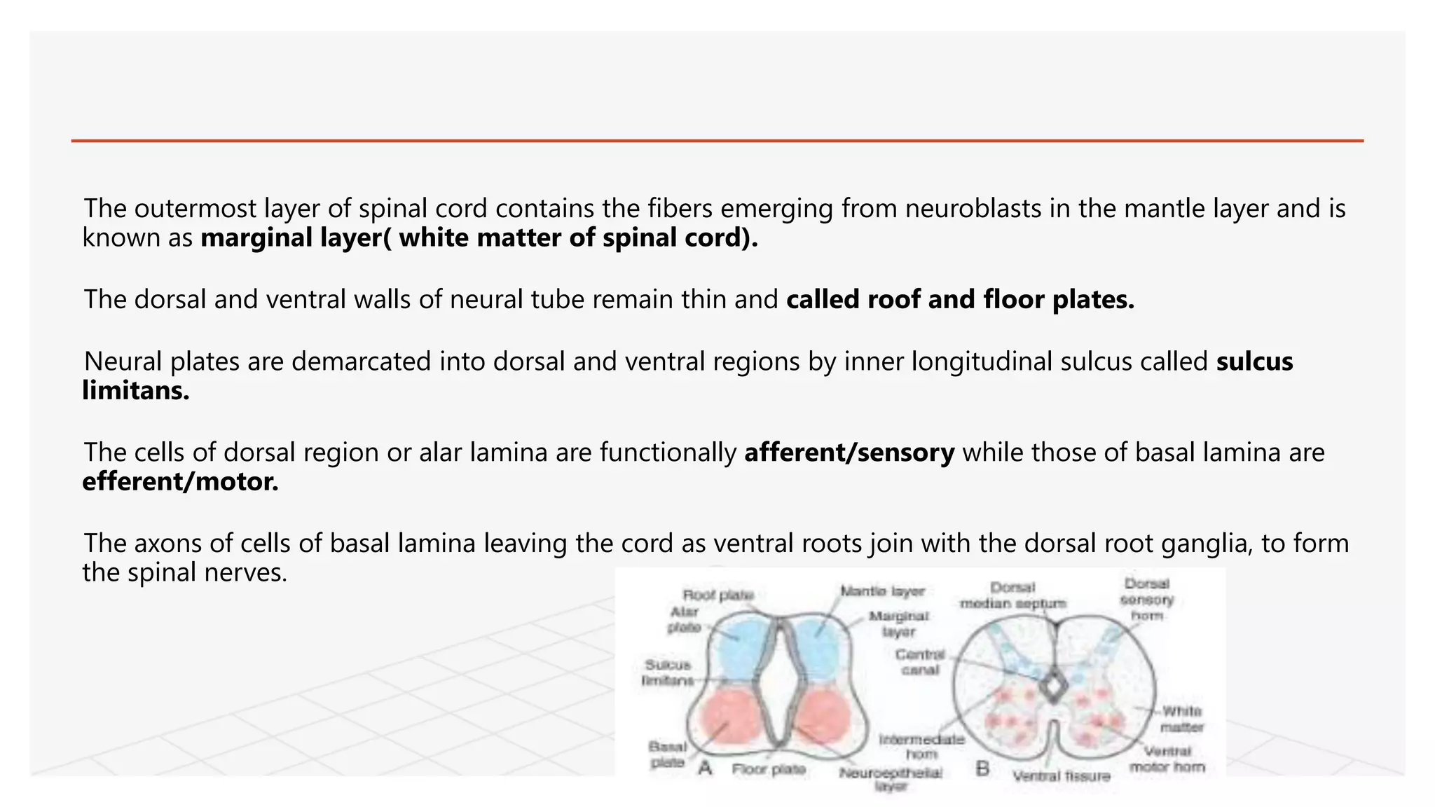 The outermost layer of spinal cord contains the fibers emerging from neuroblasts in the mantle layer and is
known as marginal layer( white matter of spinal cord).
The dorsal and ventral walls of neural tube remain thin and called roof and floor plates.
Neural plates are demarcated into dorsal and ventral regions by inner longitudinal sulcus called sulcus
limitans.
The cells of dorsal region or alar lamina are functionally afferent/sensory while those of basal lamina are
efferent/motor.
The axons of cells of basal lamina leaving the cord as ventral roots join with the dorsal root ganglia, to form
the spinal nerves.
 
