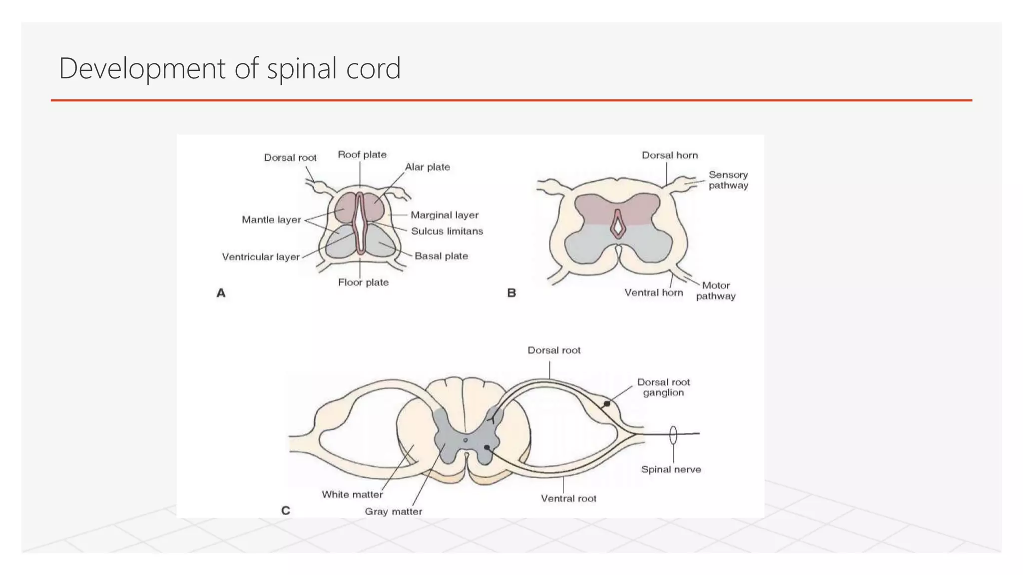 Development of spinal cord
 