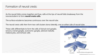 Neuroectoderm Development Development of the nervous system | PPTX