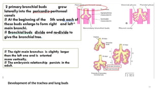Development of the Respiratory System 2_124558.pptx