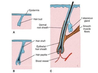 Development of the skin and its derivatives.ppt